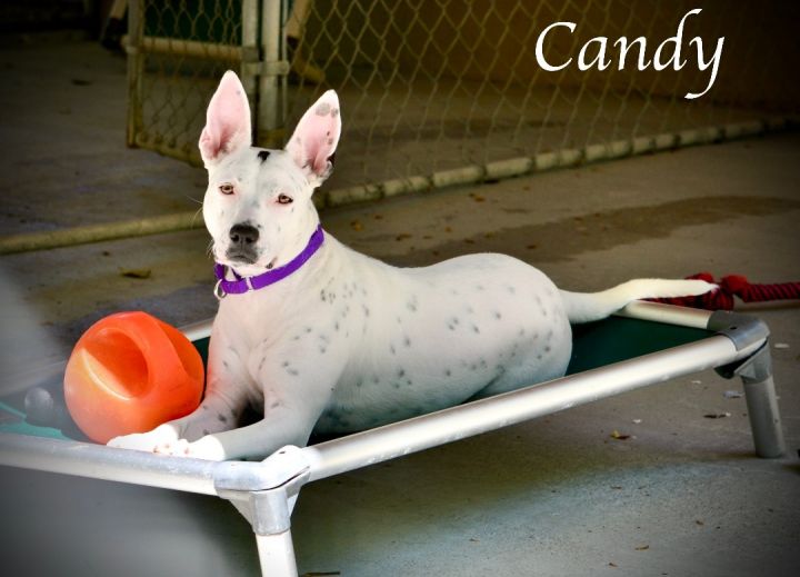 Candy, an adoptable American Staffordshire Terrier Mix in Sevierville, TN_image-4