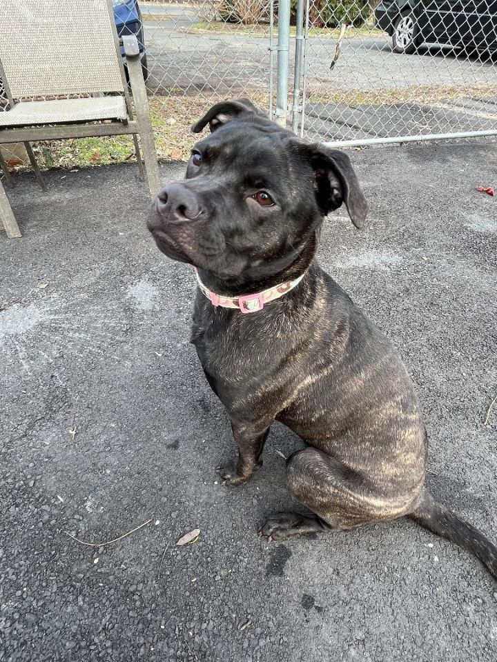 Nuri, an adoptable Mastiff Mix in Plainfield, NJ_image-1