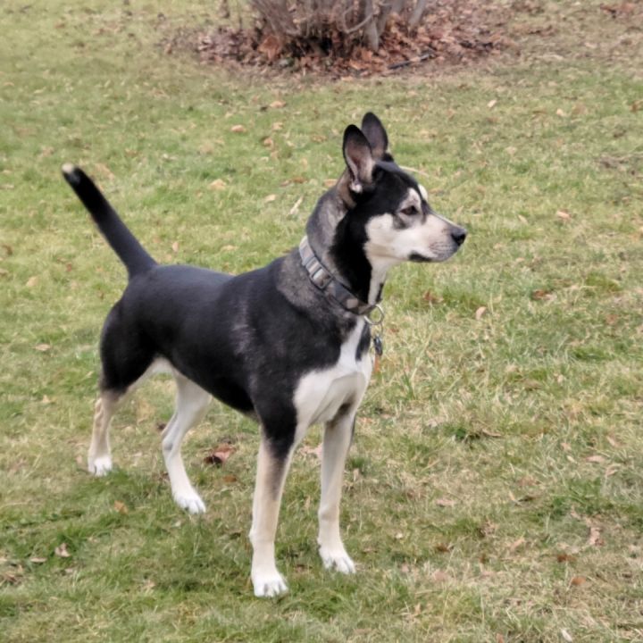 Lizzie, an adoptable Siberian Husky & Shepherd Mix in Rochester, NY_image-4