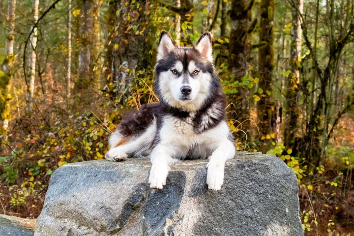 Mallory, an adoptable Siberian Husky in Portland, OR_image-3