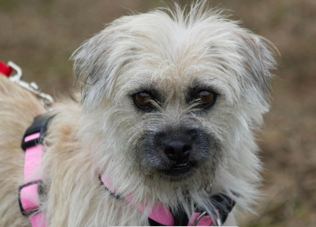 Cleopatra, an adoptable Terrier in Beaverton, OR, 97005 | Photo Image 1