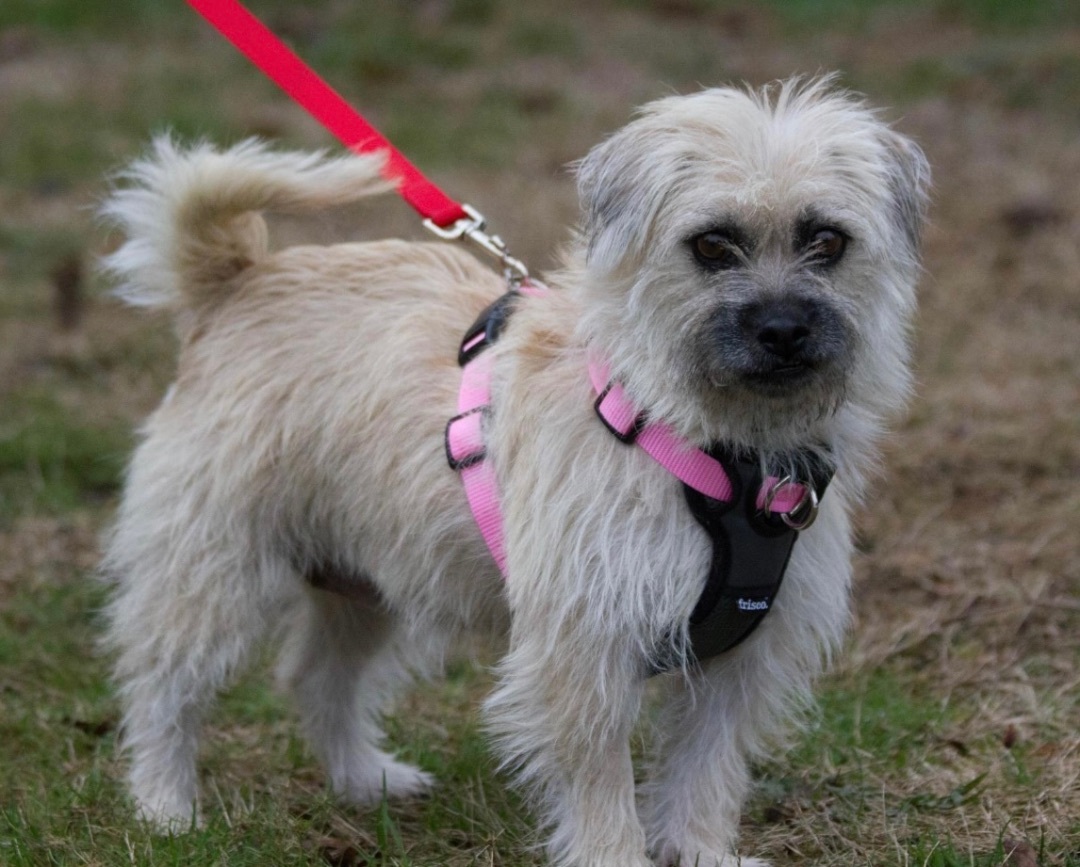 Cleopatra, an adoptable Terrier in Beaverton, OR, 97005 | Photo Image 2