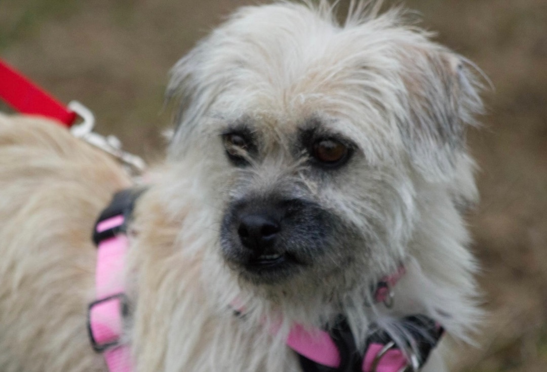 Cleopatra, an adoptable Terrier in Beaverton, OR, 97005 | Photo Image 3
