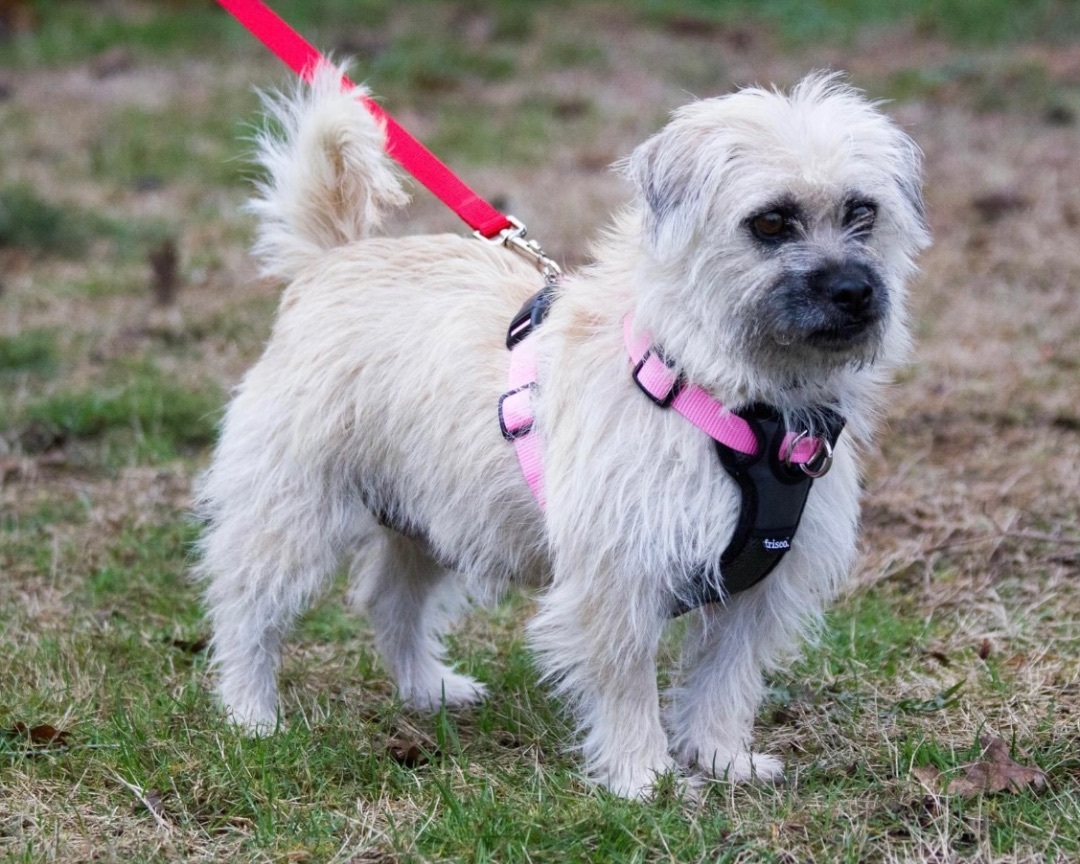 Cleopatra, an adoptable Terrier in Beaverton, OR, 97005 | Photo Image 6
