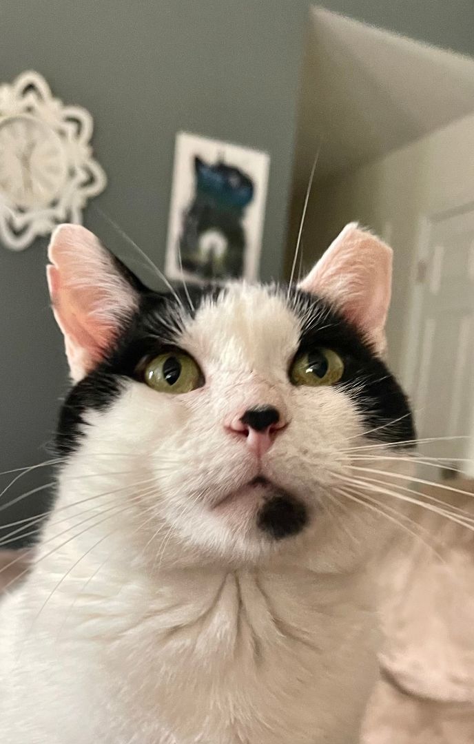 Cat for adoption - MooMoo, a Domestic Short Hair in Dartmouth, NS