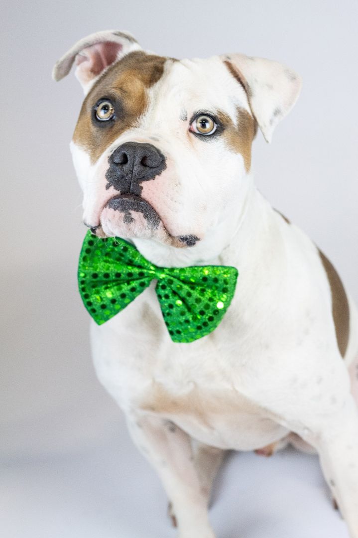 Benji, an adoptable Pit Bull Terrier Mix in Eagle, ID_image-1
