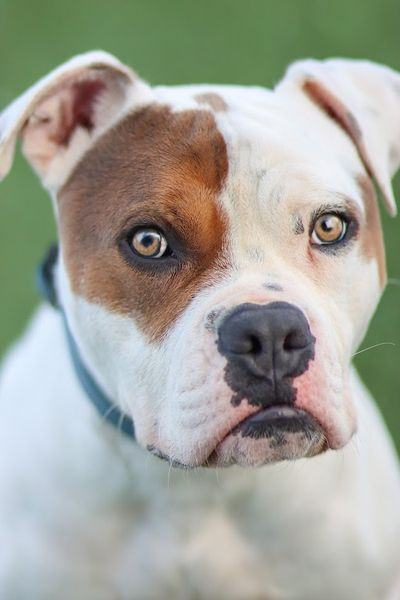 Benji, an adoptable Pit Bull Terrier Mix in Eagle, ID_image-5