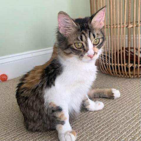 FARAH , an adopted Calico in Sewell, NJ_image-2