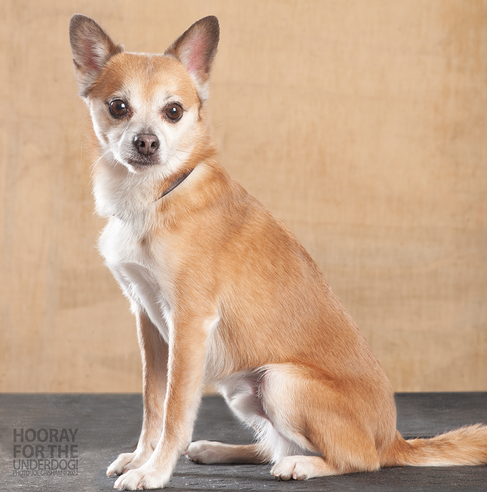 Lopez, an adoptable Pomeranian, Chihuahua in Richardson, TX, 75085 | Photo Image 1