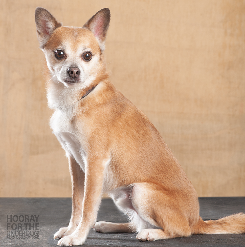 Short hair store pomeranian chihuahua mix