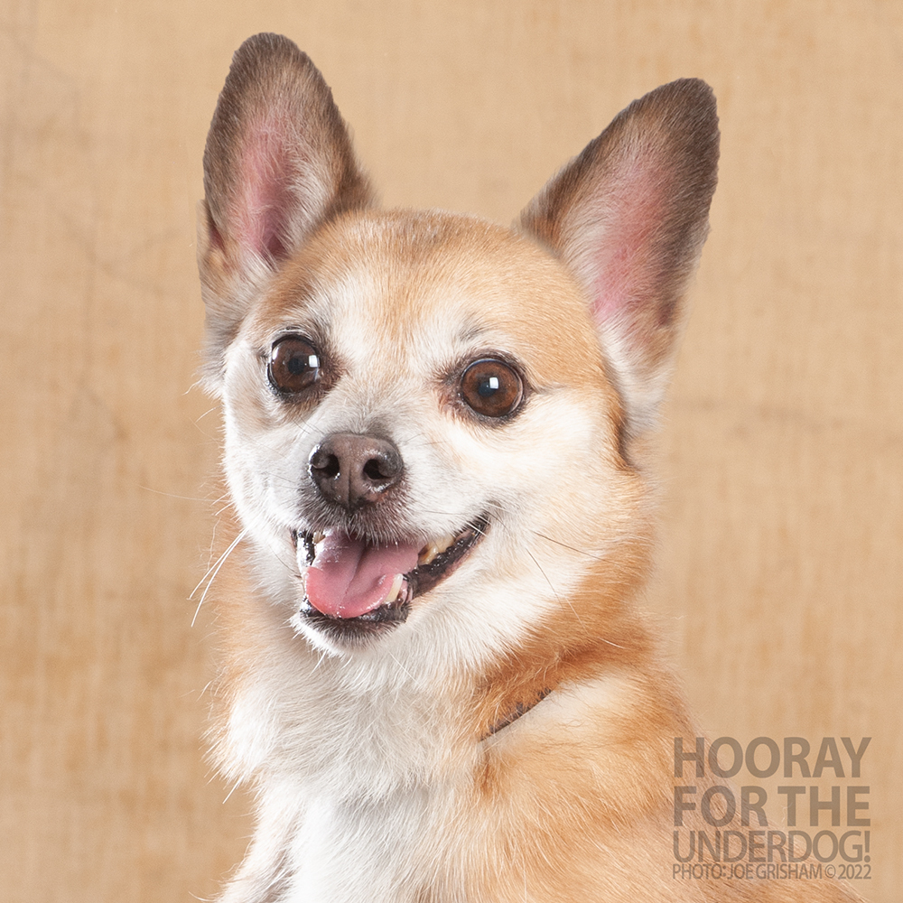 Lopez, an adoptable Pomeranian, Chihuahua in Richardson, TX, 75085 | Photo Image 2