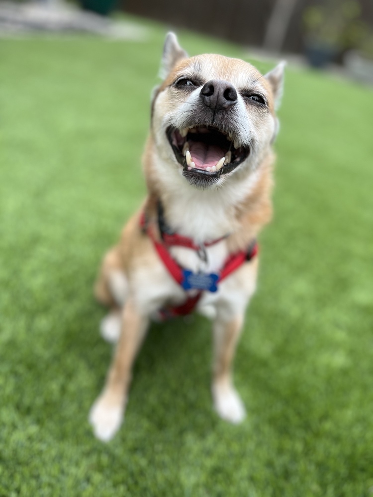 Lopez, an adoptable Pomeranian, Chihuahua in Richardson, TX, 75085 | Photo Image 4