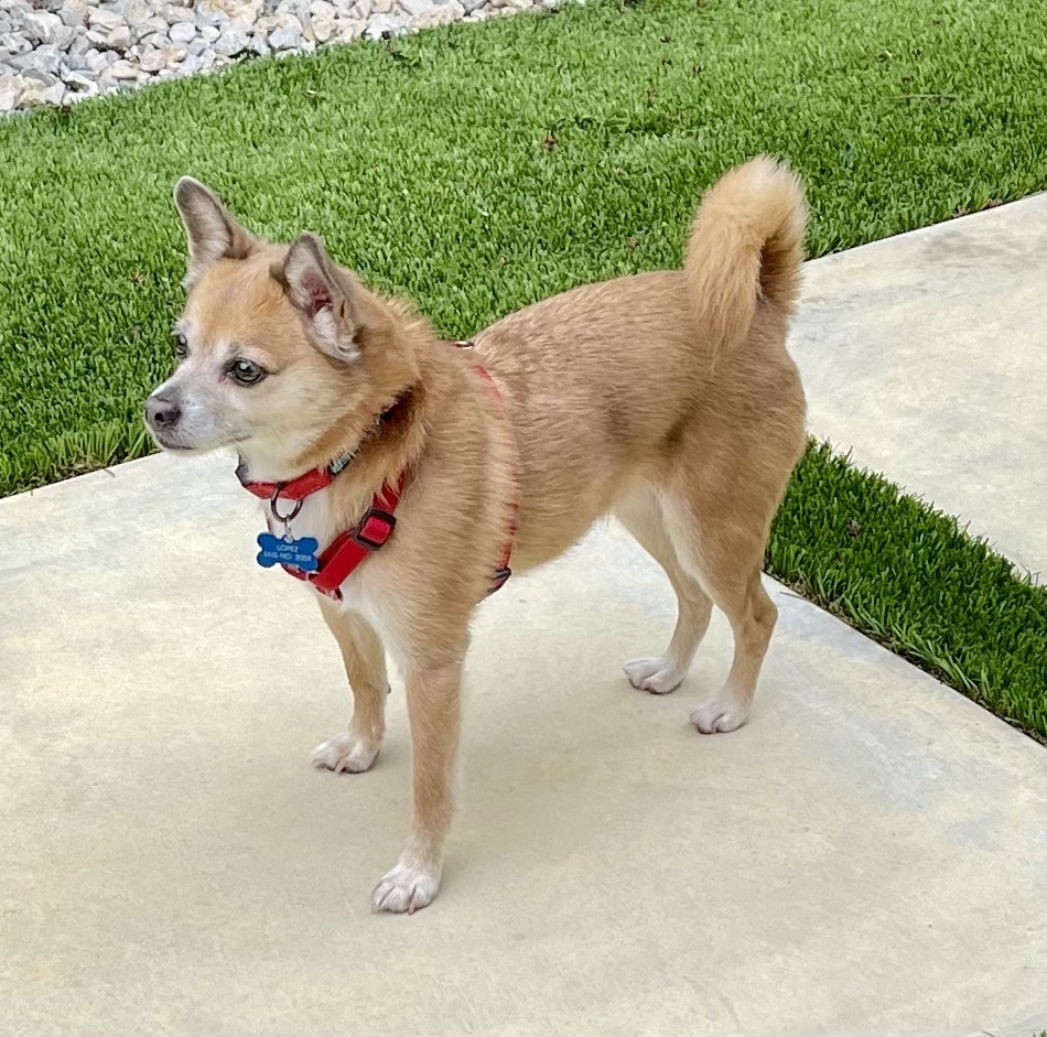 Lopez, an adoptable Pomeranian, Chihuahua in Richardson, TX, 75085 | Photo Image 5