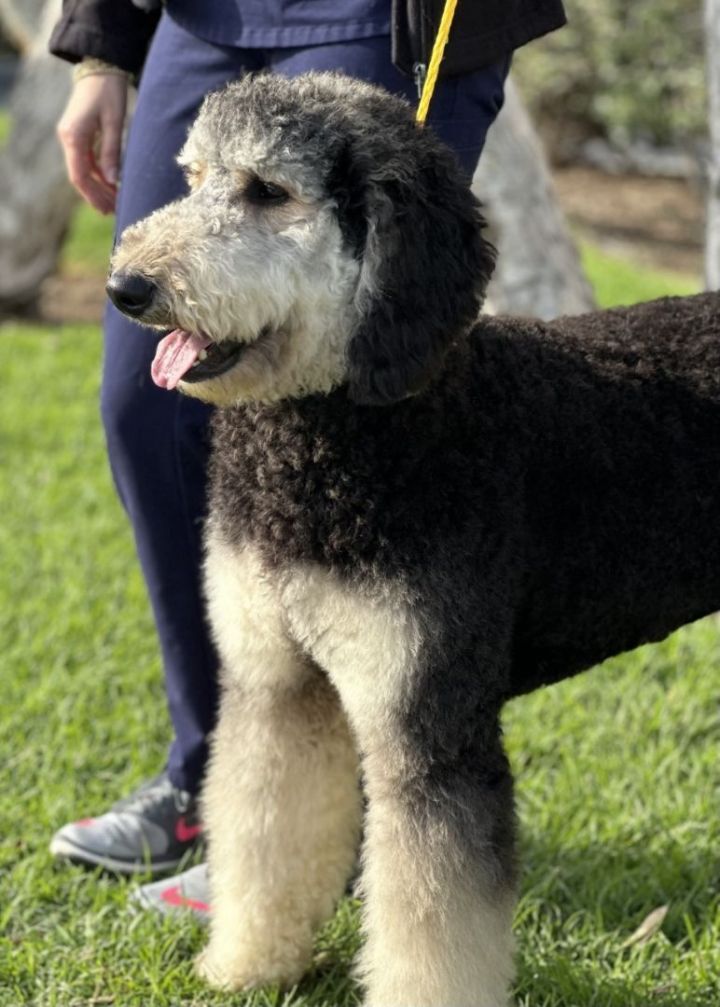 Kingston, an adopted Goldendoodle in Los Alamitos, CA_image-5