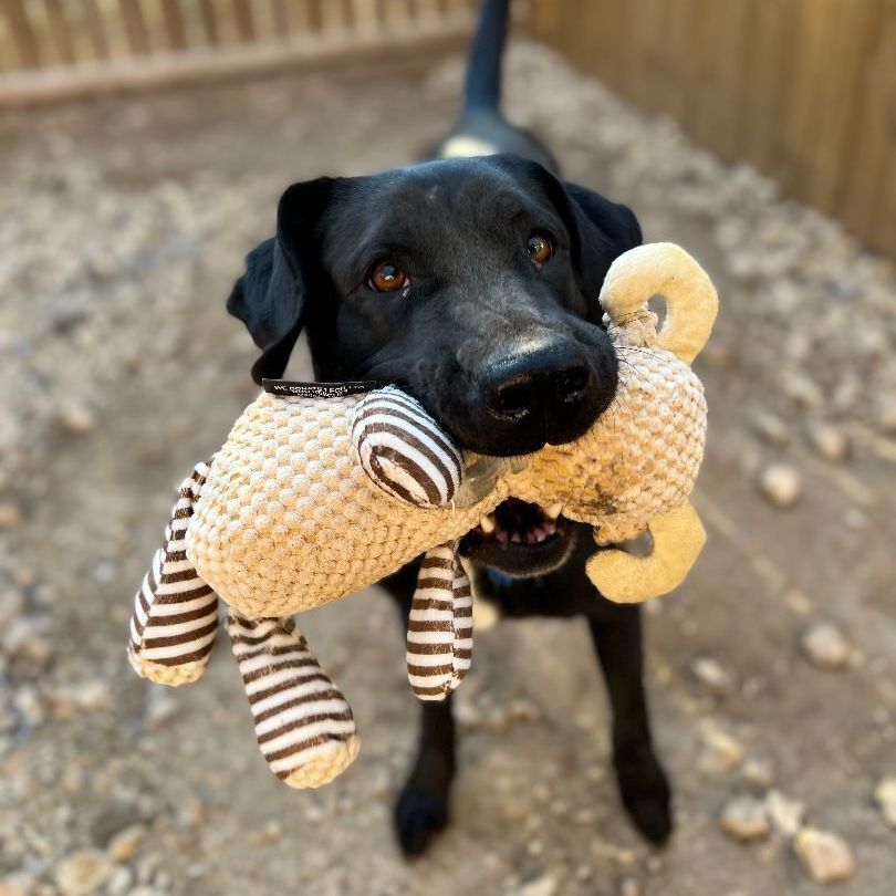 Mabel, an adoptable Labrador Retriever in Austin, TX, 78734 | Photo Image 1
