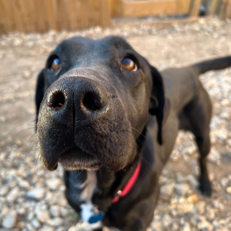 Mabel, an adoptable Labrador Retriever in Austin, TX, 78734 | Photo Image 2