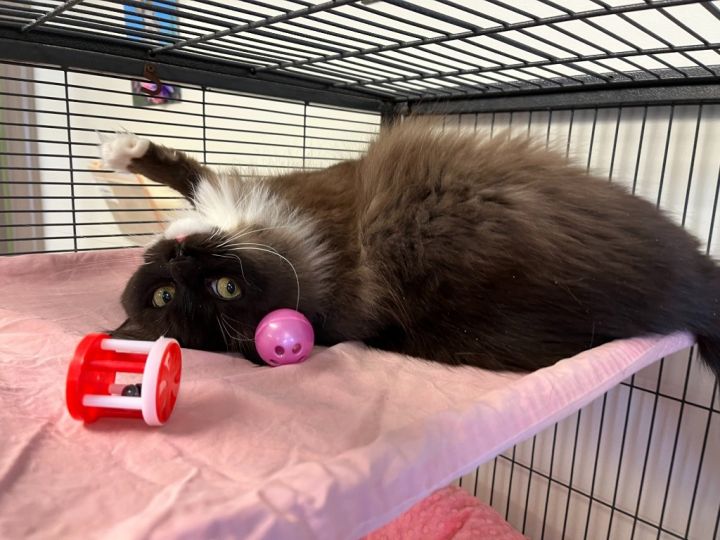 Lilly / Lilac, an adoptable Domestic Long Hair & Ragdoll Mix in Blountville, TN_image-2