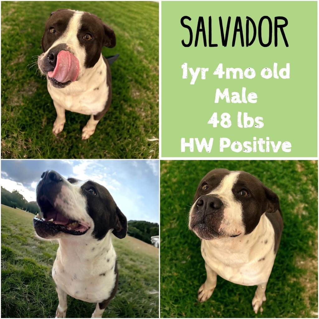 Salvador, an adoptable Pit Bull Terrier in Sorrento, LA, 70778 | Photo Image 1