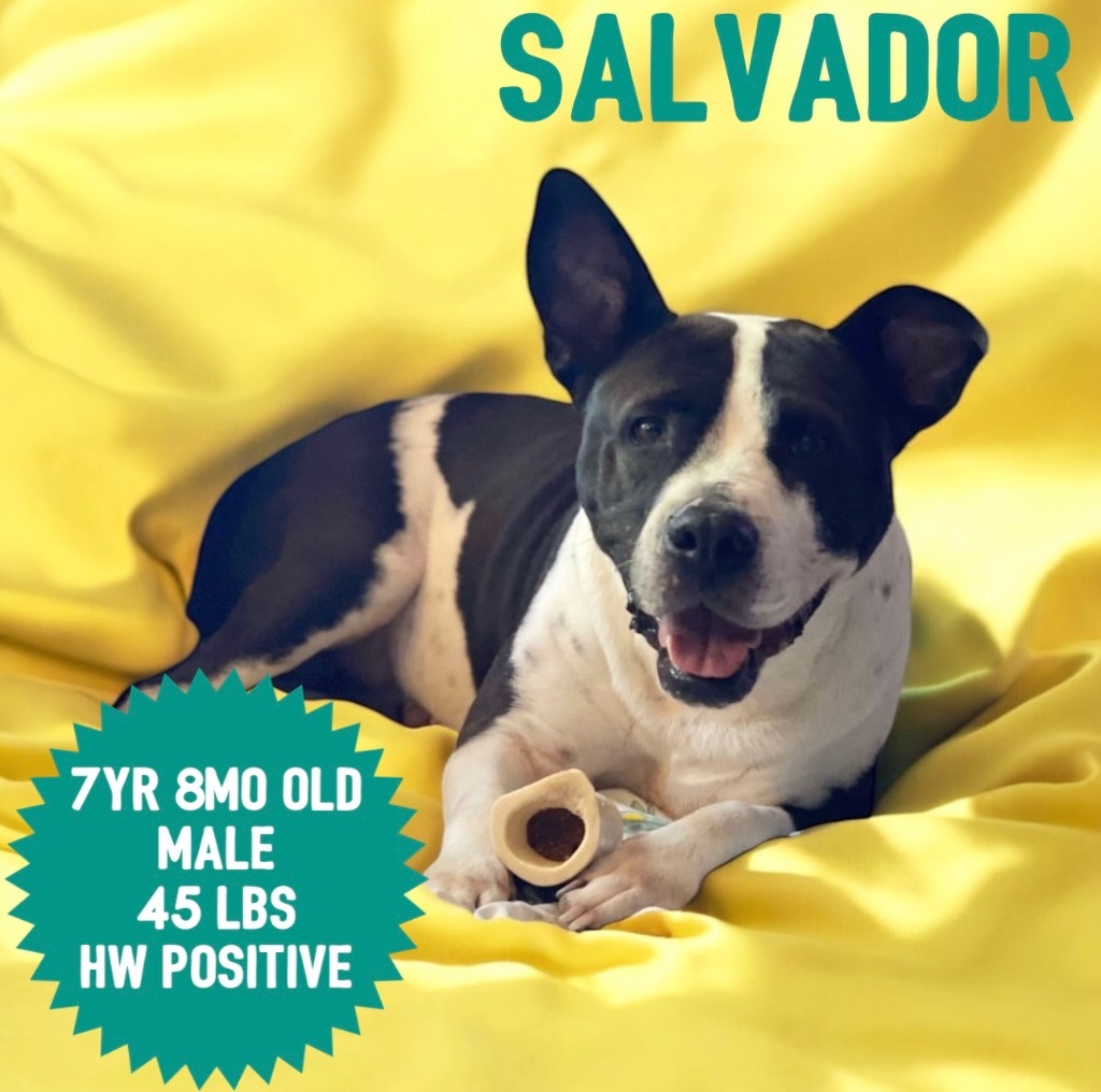 Salvador, an adoptable Pit Bull Terrier in Sorrento, LA, 70778 | Photo Image 1