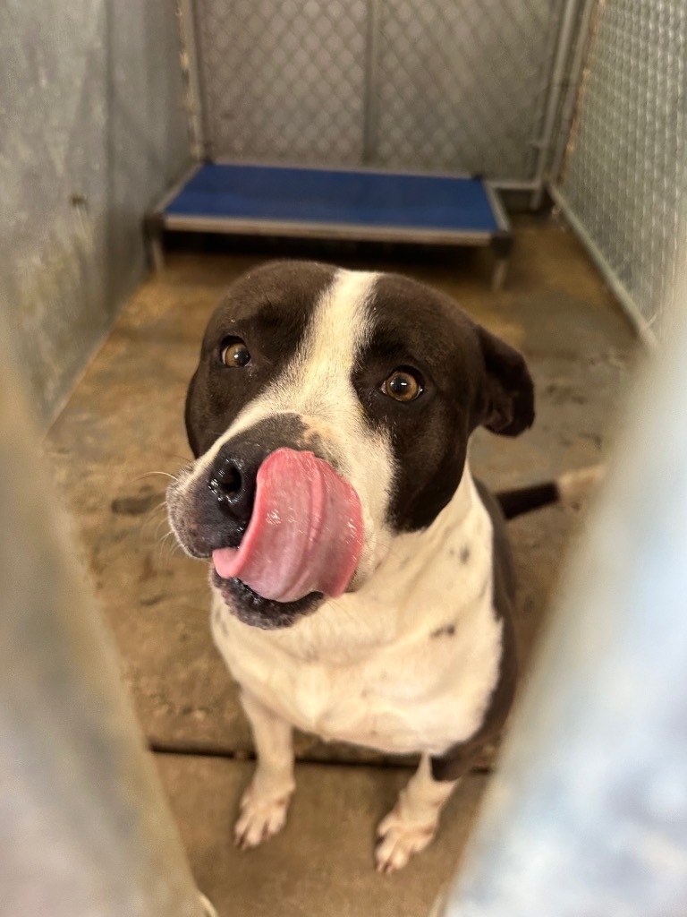 Salvador, an adoptable Pit Bull Terrier in Sorrento, LA, 70778 | Photo Image 2