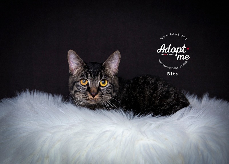 Bits, an adoptable Domestic Short Hair in Salt Lake City, UT, 84117 | Photo Image 1