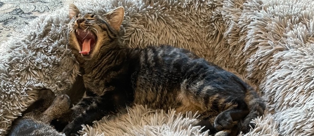 Bits, an adoptable Domestic Short Hair in Salt Lake City, UT, 84117 | Photo Image 3