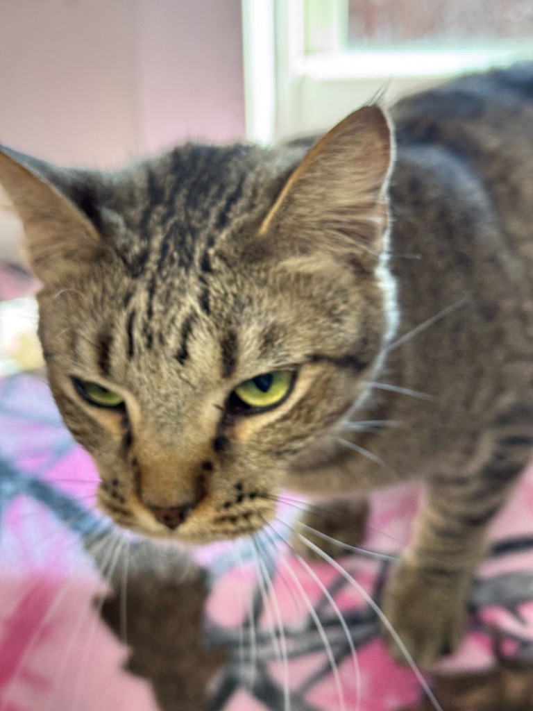 Armani, an adoptable Domestic Medium Hair in Hastings, NE, 68901 | Photo Image 1