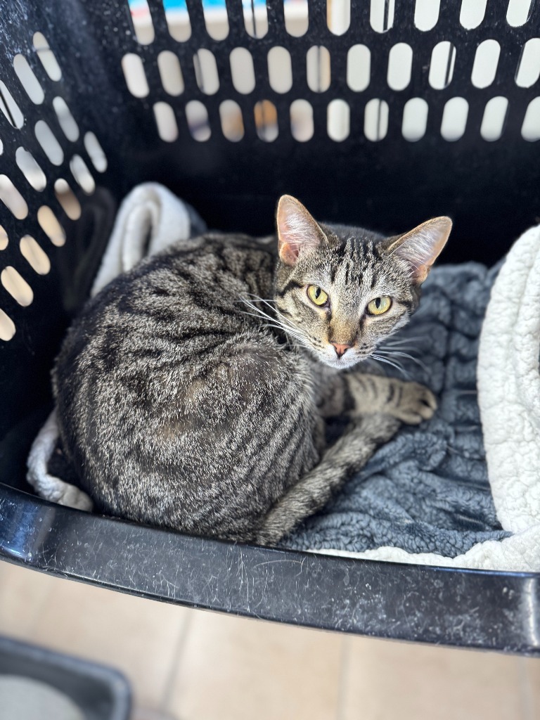 Armani, an adoptable Domestic Medium Hair in Hastings, NE, 68901 | Photo Image 1