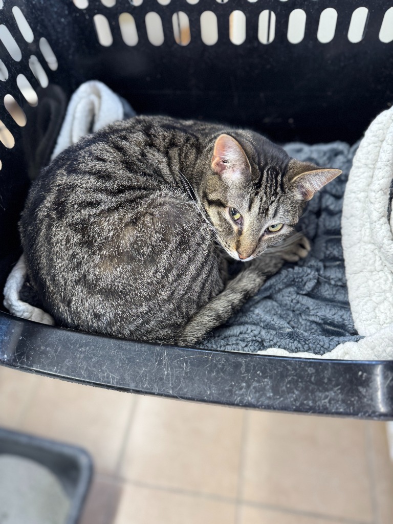 Armani, an adoptable Domestic Medium Hair in Hastings, NE, 68901 | Photo Image 3