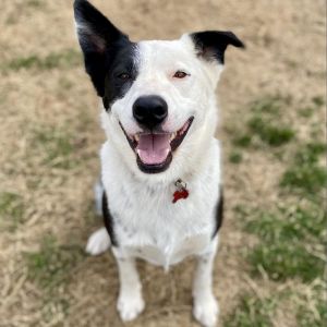 Gordy, Adult Male Border Collie