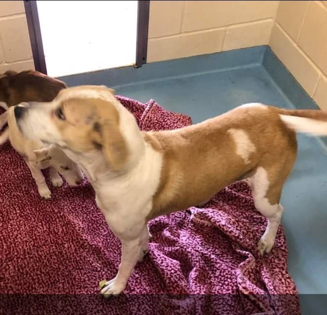 Molly, an adoptable Hound & Beagle Mix in Nocona, TX_image-2