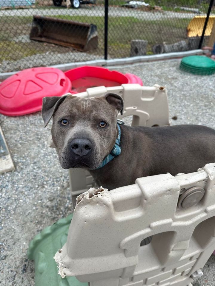 Benny, an adoptable American Staffordshire Terrier in Groton, CT_image-2