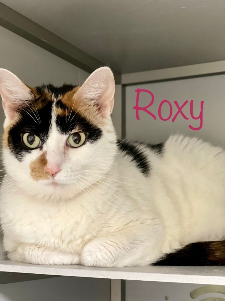Roxy, an adoptable Domestic Short Hair in Sullivan, IL_image-3