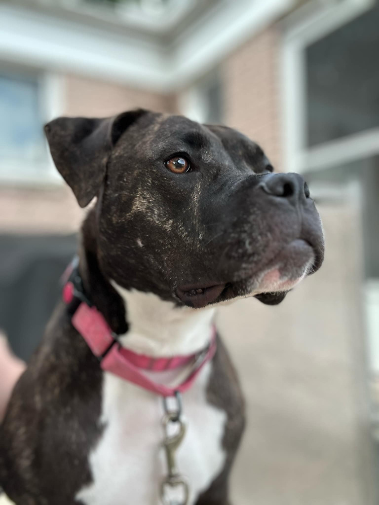 Loki (Kenai), an adoptable Mixed Breed in Warren, MI, 48089 | Photo Image 3