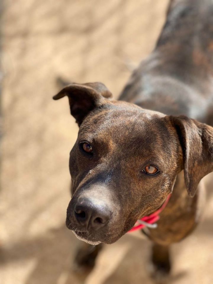 Jojo, an adoptable American Staffordshire Terrier Mix in Newcastle, OK_image-1