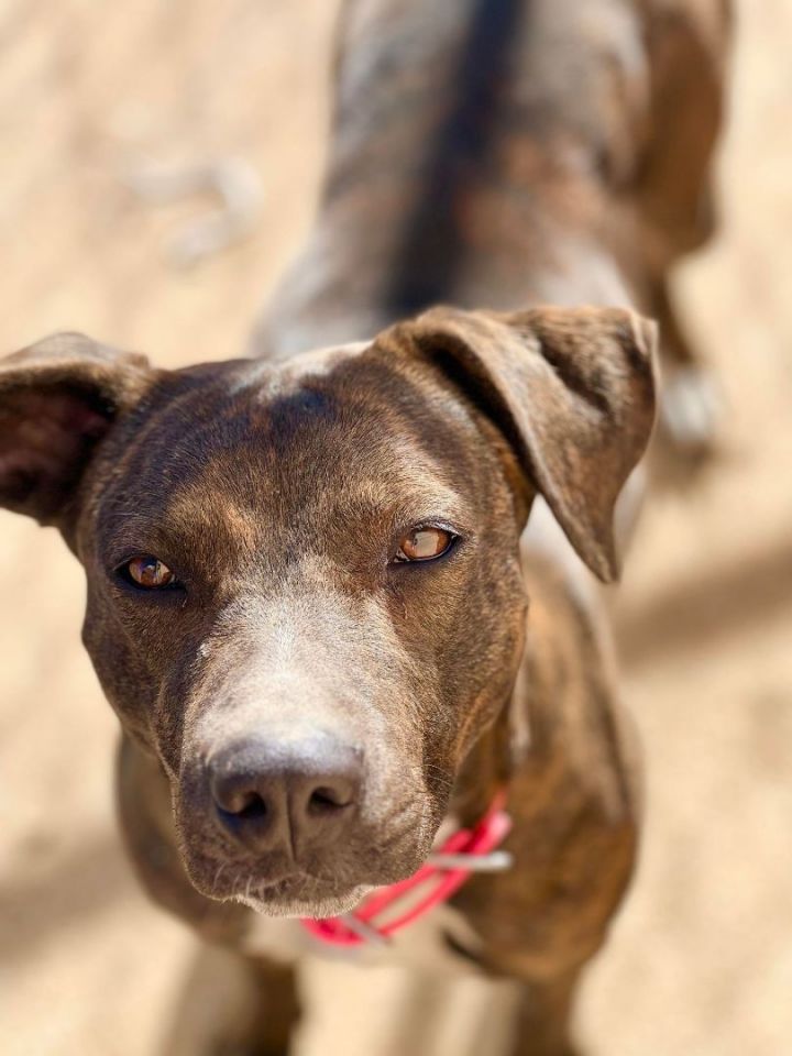 Jojo, an adopted American Staffordshire Terrier Mix in Newcastle, OK_image-3