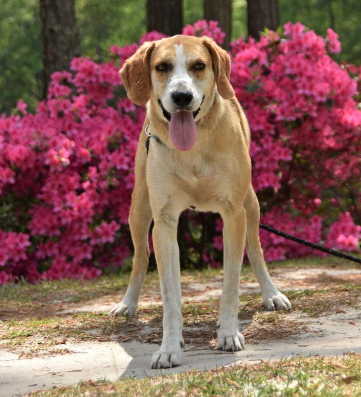 Walker (D1351), an adoptable Treeing Walker Coonhound in Hayes, VA_image-1