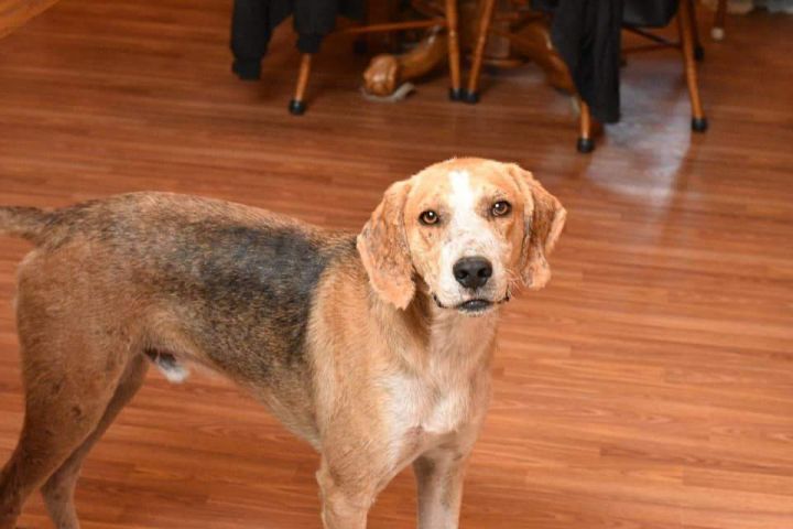 Walker (D1351), an adoptable Treeing Walker Coonhound in Hayes, VA_image-4