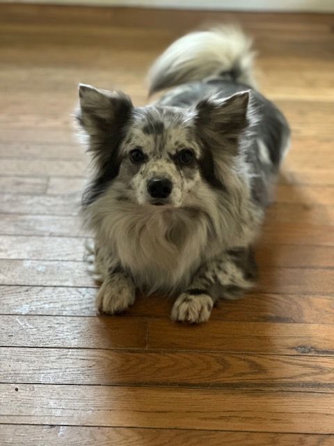 Mini australian shepherd and pomeranian clearance mix