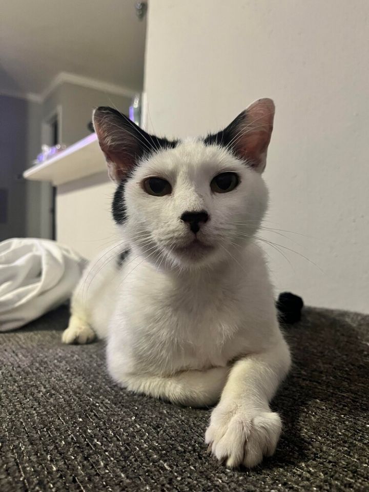 Bobbie 2