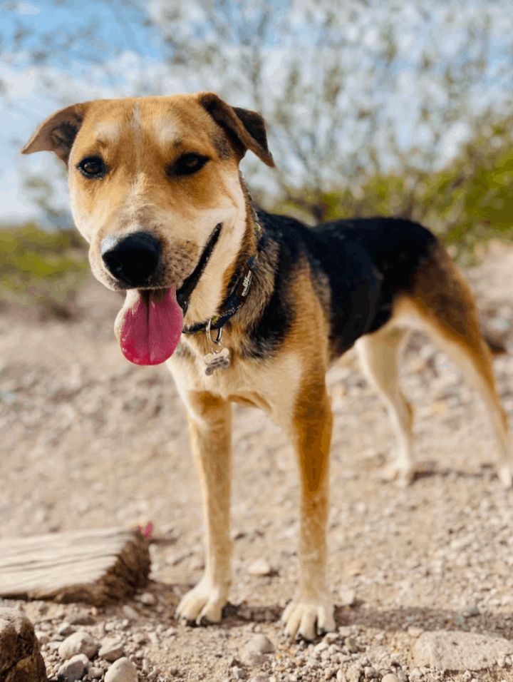Roxie, an adoptable German Shepherd Dog & Australian Cattle Dog / Blue Heeler Mix in Williamsburg, NM_image-3