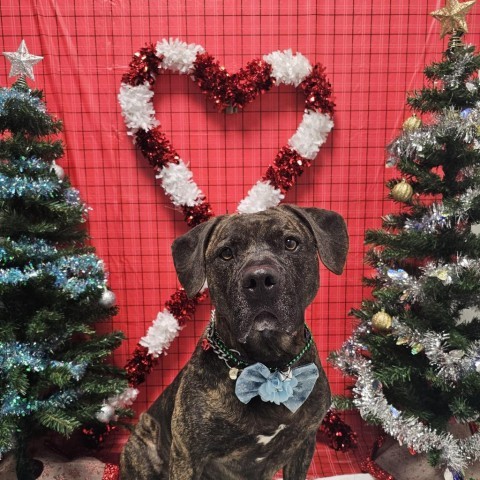 Ziggy, an adoptable Mastiff & Pit Bull Terrier Mix in Easton, PA_image-1
