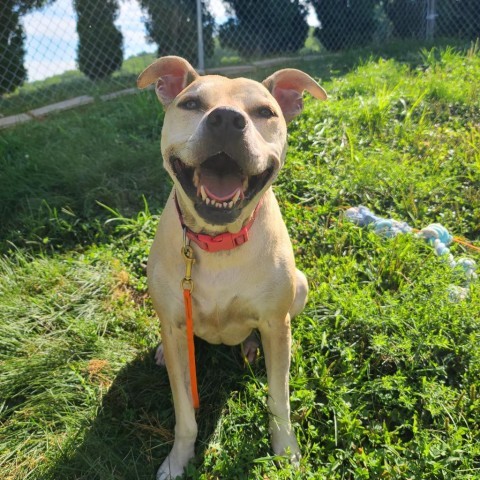 Athena, an adoptable Pit Bull Terrier & Labrador Retriever Mix in Easton, PA_image-1