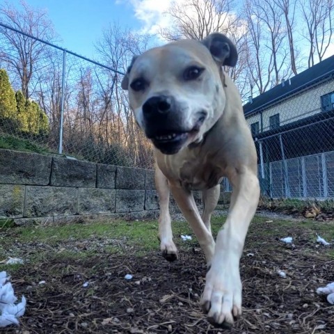 Athena, an adoptable Pit Bull Terrier & Labrador Retriever Mix in Easton, PA_image-5