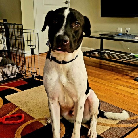 Pete Davidson, an adoptable Labrador Retriever Mix in Falls Church, VA_image-2