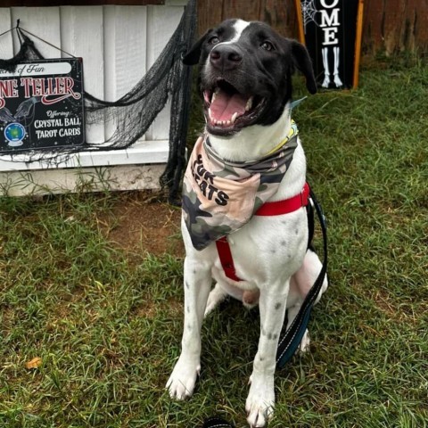 Pete Davidson, an adoptable Labrador Retriever Mix in Falls Church, VA_image-5