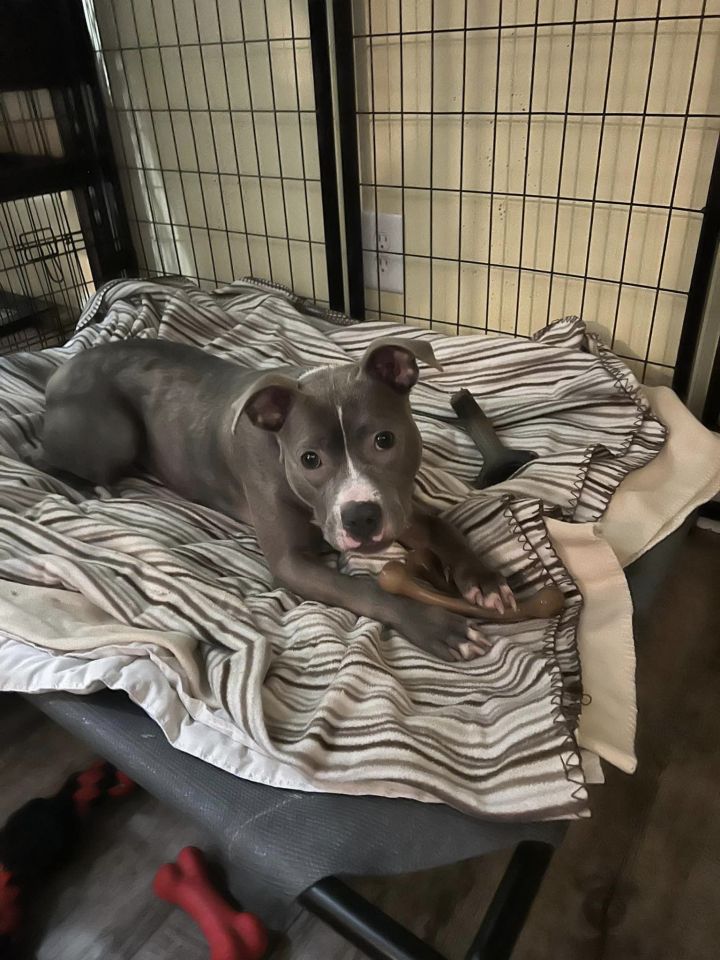 Gracie 2