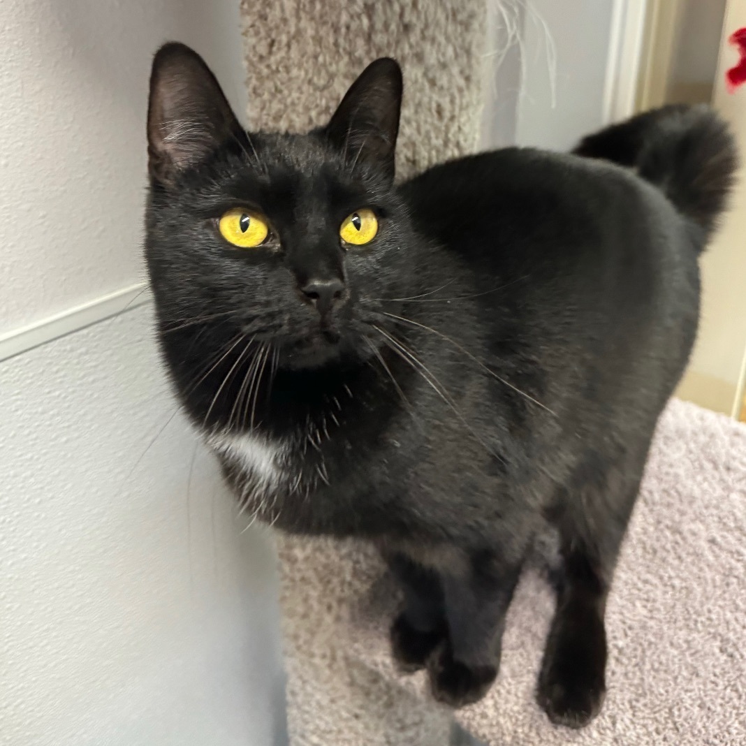 Mohawk, an adoptable Domestic Short Hair in Sequim, WA, 98382 | Photo Image 5