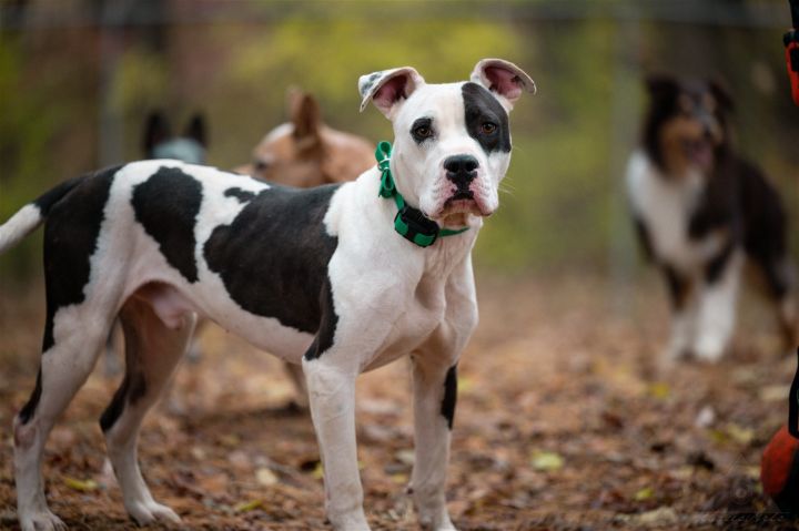 Bobby Joe, an adoptable Pit Bull Terrier Mix in Germantown, OH_image-1