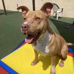 Theo-$75 Adoption Fee! Diamond Dog!